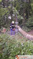 _2026-05-31 Baum über Straße Hohes Kreuz-17-12